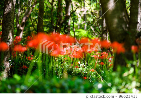 沐浴在秋日陽光下的森林孤挺花風景``日本100強梯田/坂東梯田''（日本九州熊本縣山鹿市） 96623413