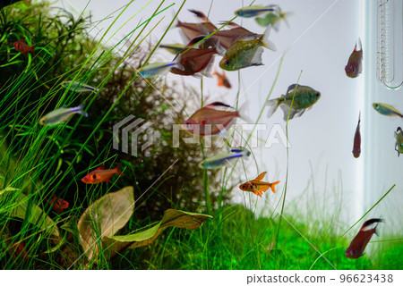 熱帶魚 熱帶魚 96623438