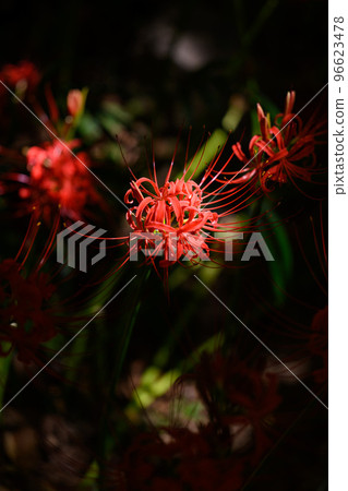 Close-up of cluster amaryllis bathed in the most beautiful rays of light ``Japan's Top 100 Terraced Rice Fields: Bansho Terraced Rice Fields'' (Yamaga City, Kumamoto Prefecture, Kyushu, Japan) Close-up of cluster amaryllis bathed in the most beautiful rays of light ``Japan's Top 100 Terraced Rice Fields: Bansho Terraced Rice Fields'' (Yamaga City, Kumamoto Prefecture, Kyushu, Japan) 96623478