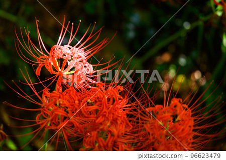 Close-up of cluster amaryllis bathed in the most beautiful rays of light ``Japan's Top 100 Terraced Rice Fields: Bansho Terraced Rice Fields'' (Yamaga City, Kumamoto Prefecture, Kyushu, Japan) Close-up of cluster amaryllis bathed in the most beautiful rays of light ``Japan's Top 100 Terraced Rice Fields: Bansho Terraced Rice Fields'' (Yamaga City, Kumamoto Prefecture, Kyushu, Japan) 96623479