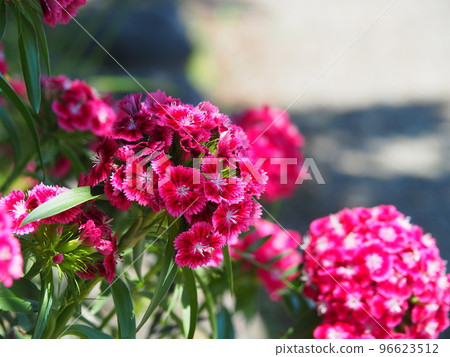 dark pink vision 96623512