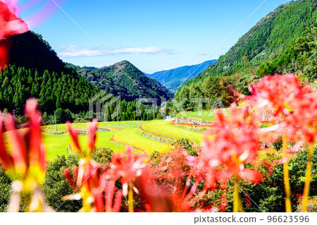 Cluster amaryllis in the background of the most beautiful autumn weather ``Tourist attraction: 100 best terraced rice fields in Japan, Bansho terraced rice fields'' (Yamaga City, Kumamoto Prefecture, Kyushu, Japan) Cluster amaryllis in the background of the most beautiful autumn weather ``Tourist attraction: 100 best terraced rice fields in Japan, Bansho terraced rice fields'' (Yamaga City, Kumamoto Prefecture, Kyushu, Japan) 96623596