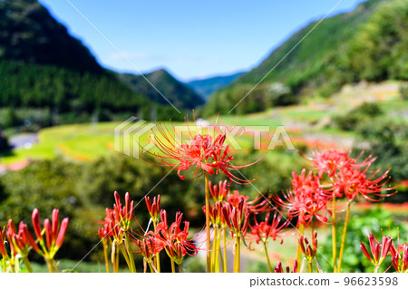 Cluster amaryllis in the background of the most beautiful autumn weather ``Tourist attraction: 100 best terraced rice fields in Japan, Bansho terraced rice fields'' (Yamaga City, Kumamoto Prefecture, Kyushu, Japan) 96623598