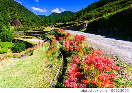 Cluster amaryllis in the background of the most beautiful autumn weather ``Tourist attraction: 100 best terraced rice fields in Japan, Bansho terraced rice fields'' (Yamaga City, Kumamoto Prefecture, Kyushu, Japan) Cluster amaryllis in the background of the most beautiful autumn weather ``Tourist attraction: 100 best terraced rice fields in Japan, Bansho terraced rice fields'' (Yamaga City, Kumamoto Prefecture, Kyushu, Japan) 96623603