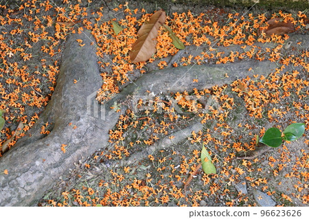 Root and Osmanthus 96623626