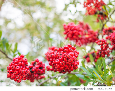 紅火棘果實 96624066