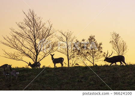 Ezo deer come with the morning in autumn in Musa forest 96624100