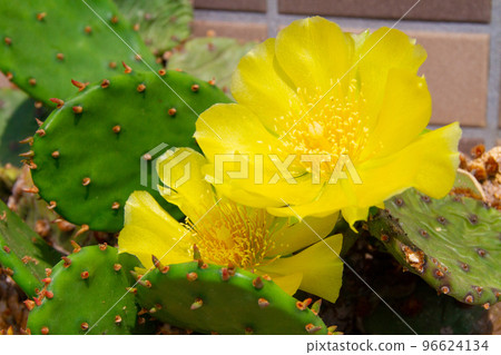 Yellow cactus flower 96624134