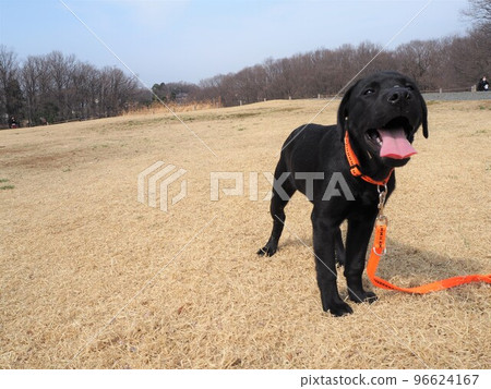 一隻黑色拉布拉多犬在草地上玩耍 一隻黑色拉布拉多犬在天氣好的時候在公園裡玩耍 一隻黑色拉布拉多犬在草地上玩耍 一隻黑色拉布拉多犬在天氣好的時候在公園裡玩耍 96624167