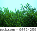 Forest 96624259