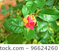 Bud 96624260