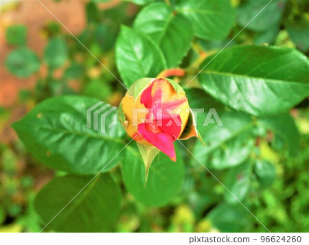 芽 芽 96624260