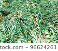 A green onion 96624261