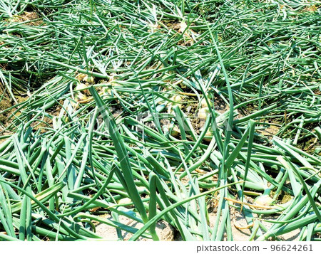 A green onion 96624261