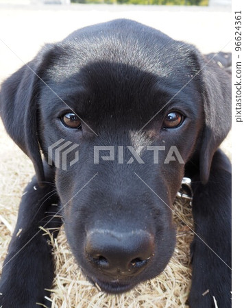 一隻黑色拉布拉多獵犬在草地上玩耍 盯著你 96624361