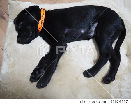 A black labrador retriever taking a nap A black lab sleeping on a cushion A black labrador retriever taking a nap A black lab sleeping on a cushion 96624367