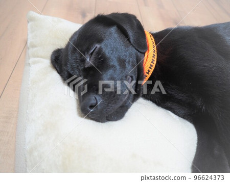 睡在墊子上的黑色拉布拉多獵犬 睡在墊子上的黑色拉布拉多獵犬 96624373