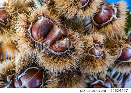 Sweet raw chestnuts. Husked chestnuts and chestnuts with skin. Sweet raw chestnuts. Husked chestnuts and chestnuts with skin. 96624467