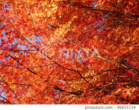 Trees of autumn leaves 96625134