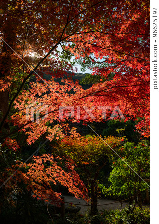 Joruriji Temple in autumn colors Joruriji Temple in autumn colors 96625192