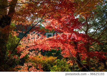 Joruriji Temple in autumn colors Joruriji Temple in autumn colors 96625193