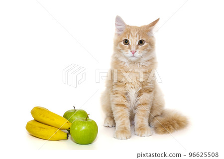 Red kitten is sitting next to fruit 96625508