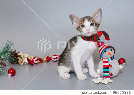 Small oriental kitten in a red scarf Small oriental kitten in a red scarf 96625528