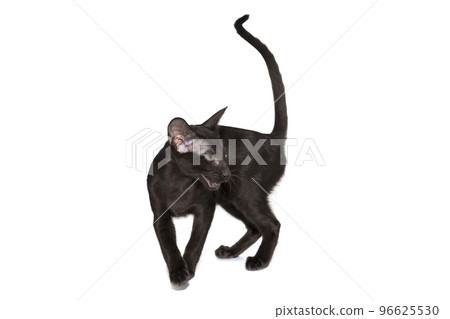 Black oriental cat 96625530