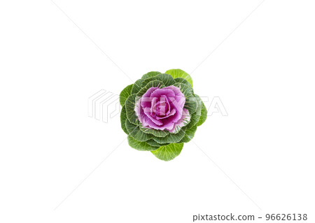 Leaf peony 96626138