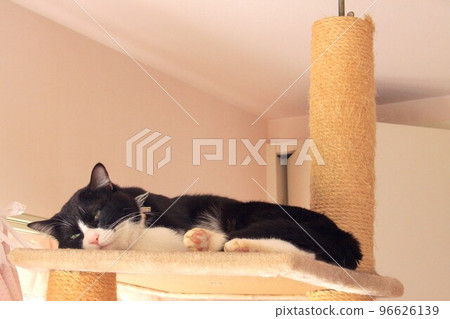 Cat lying on the cat tower Cat lying on the cat tower 96626139