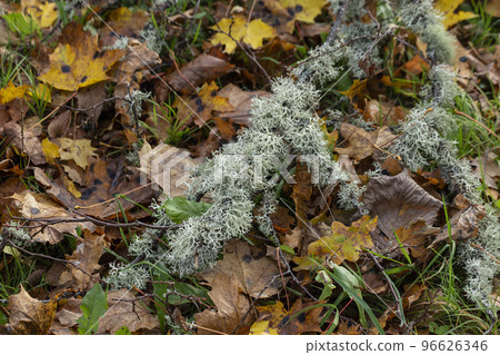 Background of dry autumn leaves and twigs with moss. High quality photo Background of dry autumn leaves and twigs with moss. High quality photo 96626346