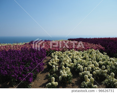 Winter Awaji Island Awaji Flower Sajiki Winter Awaji Island Awaji Flower Sajiki 96626731