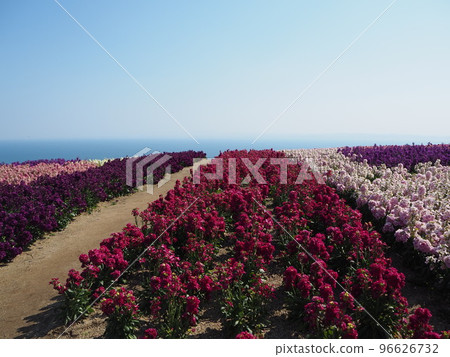 冬季 淡路島 淡路花 Sajiki 96626732