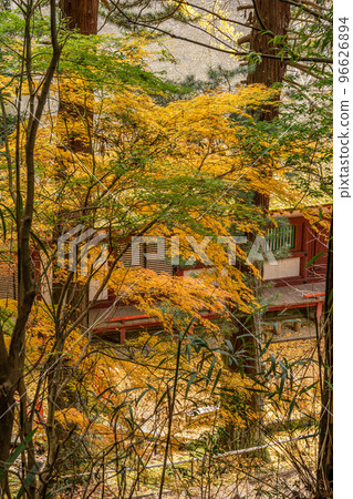 秋天的樹葉 96626894