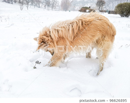 Dog looking for something in snow Dog looking for something in snow 96626895