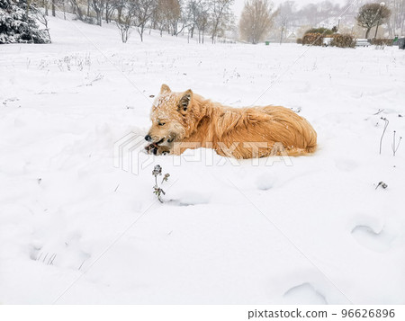 Irish dog winter snowy weather outside 96626896