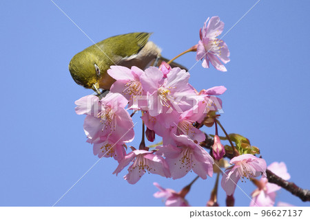 Kawazu cherry blossoms in full bloom and white-eye (spring image) 96627137