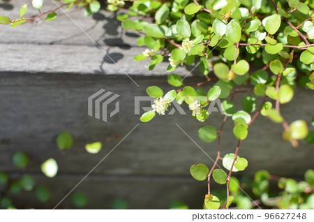 yellow wire plant flowers yellow wire plant flowers 96627248