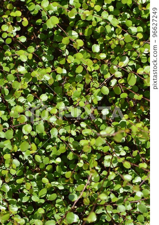 wire plant ground cover wire plant ground cover 96627249