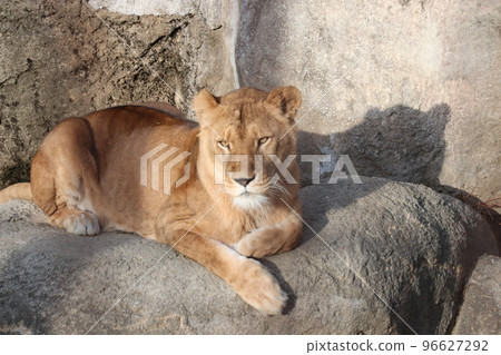 lion lion 96627292