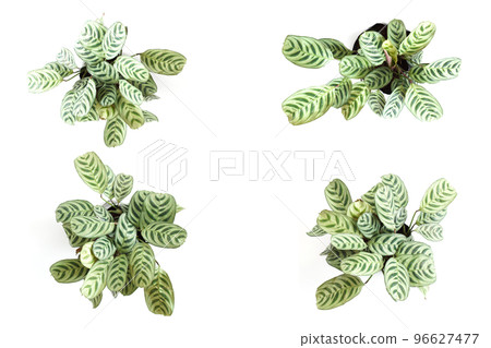 Green house plant isolated on white background 96627477