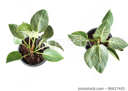Green house plant isolated on white background Green house plant isolated on white background 96627485
