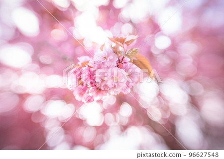 Pink Blossom in the spring in the Netherlands Pink Blossom in the spring in the Netherlands 96627548