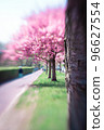 Pink Blossom in the spring in the Netherlands 96627554