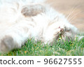 A cat lays in the grass 96627555