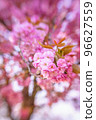 Pink Blossom in the spring in the Netherlands 96627559