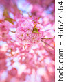 Pink Blossom in the spring in the Netherlands 96627564