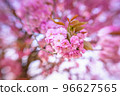 Pink Blossom in the spring in the Netherlands 96627565