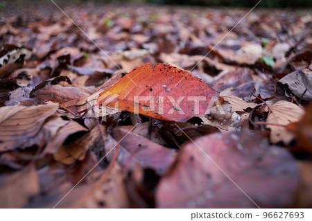 Dead leaves that fell to the ground 96627693