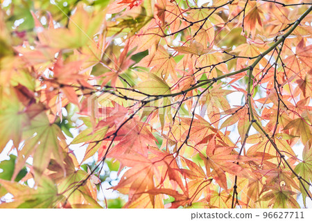 Colored maple leaves 96627711